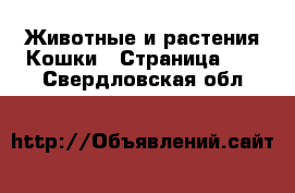 Животные и растения Кошки - Страница 10 . Свердловская обл.